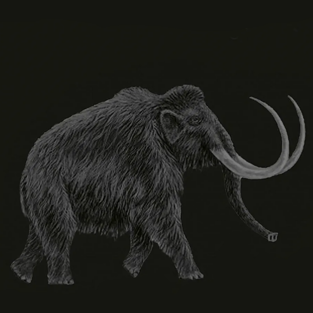 Graf von Faber-Castell Pen of the Year 2006 in Mammoth Ivory