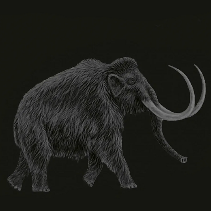 Graf von Faber-Castell Pen of the Year 2006 in Mammoth Ivory