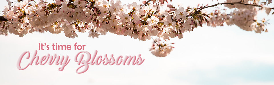 It's Cherry Blossom Time