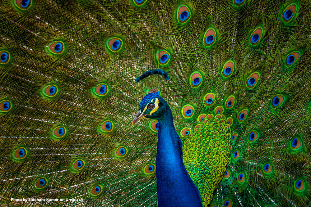 Paperblanks Hafiz's Peacock Journal